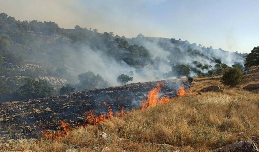 آتش سوزی عمدی جنگل ها و منابع طبیعی ۱۰ سال حبس دارد