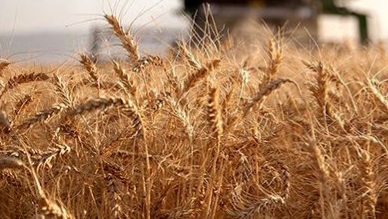 افزایش ۴۰ درصدی تولید گندم در لرستان