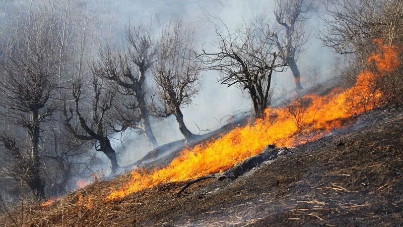 آتش‌سوزی ۱۰۰۵ هکتار از جنگل‌ها و مرتع لرستان