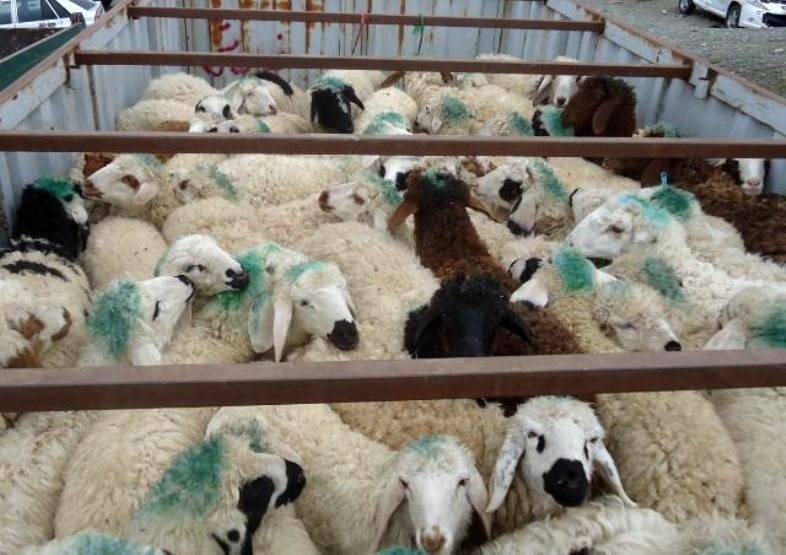 کشف ۲۴۰ راس گوسفند قاچاق در رومشکان