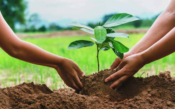 آغاز اجرای طرح مردمی کاشت یک میلیارد درخت